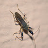 Long-Necked Seed Bug