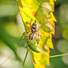 Jumping Spider