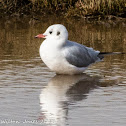 Black-headed Gull