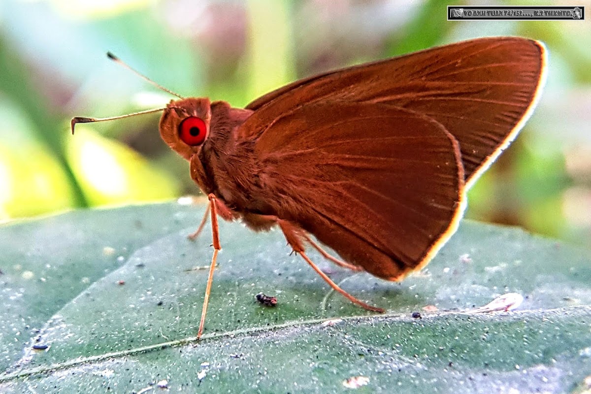 Common Branded Redeye