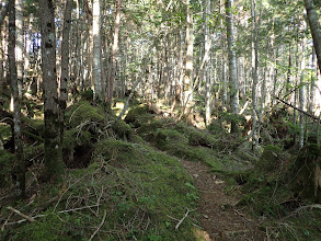 苔むした道