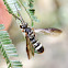 Mason wasp