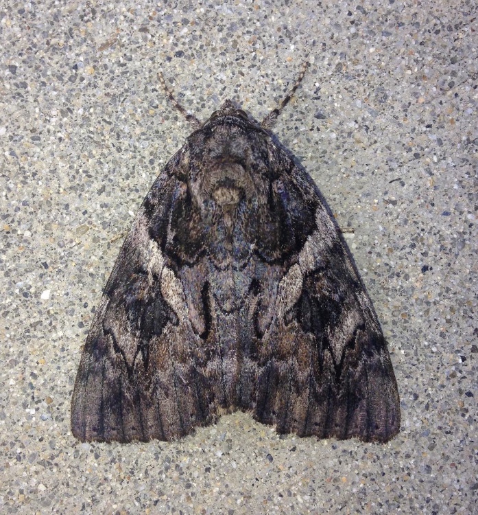 Red Underwing Moth