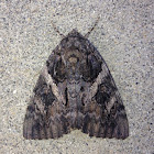 Red Underwing Moth