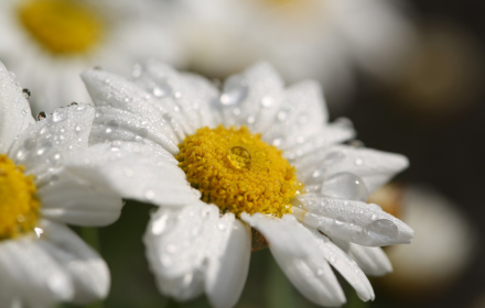 Chrysanthemums bloom small promo image