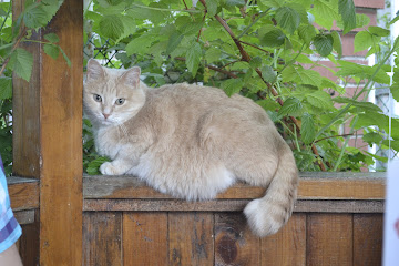 Кошки в нашей жизни. Кошки и все, что с ними связано.