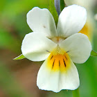 Field pansy