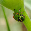 Chinche verde (Southern green shield bug)