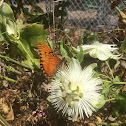 Gulf Fritillary