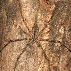 Two-tailed Spider