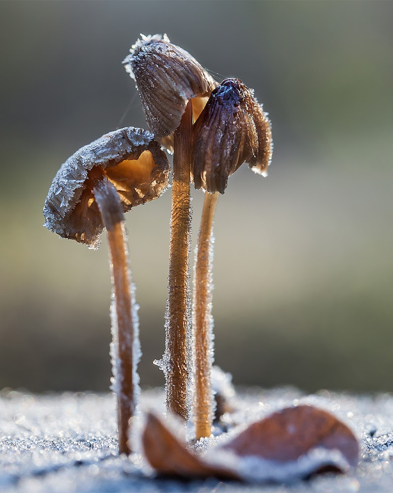 funghi sottozero di angart71