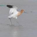 American Avocet