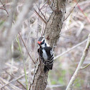 Downy Woodpecker