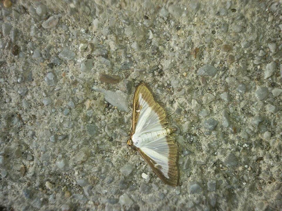 Box tree moth