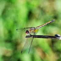 Golden dragonfly di 