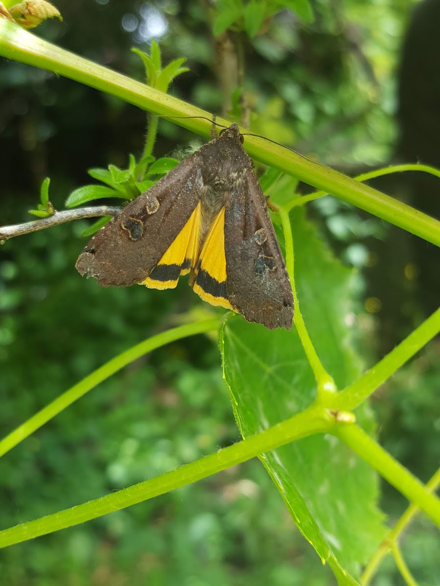 Large Yellow Underwing Moth