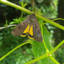 Insects and Arthropods of the Pacific Northwest