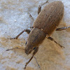 Broad-nosed Weevil