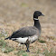 Brant (black ssp)