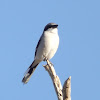 Loggerhead Shrike