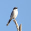 Loggerhead Shrike