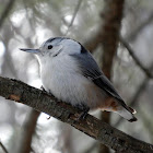 White-breasted Nuthatch