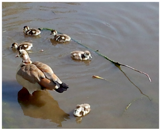 Egyptian Goose