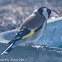 Goldfinch; Jilguero