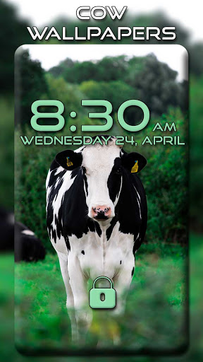 Screenshot Cow Wallpapers