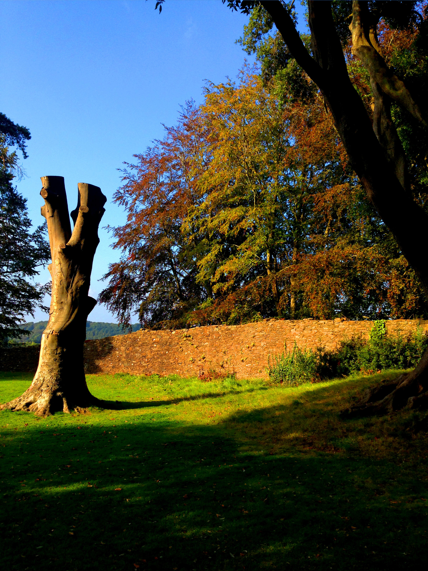 Una volta un albero..dove una volta un castello di Flipp