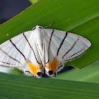 Yellow-Tip Uranid