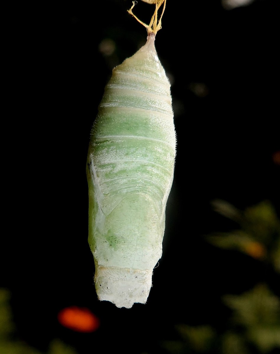 Bloody spot or Guava skipper