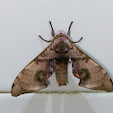 Durian Hawkmoth