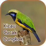 Cover Image of Télécharger Kicau Cucak Cungkok Gacor - Offline 2.0 APK