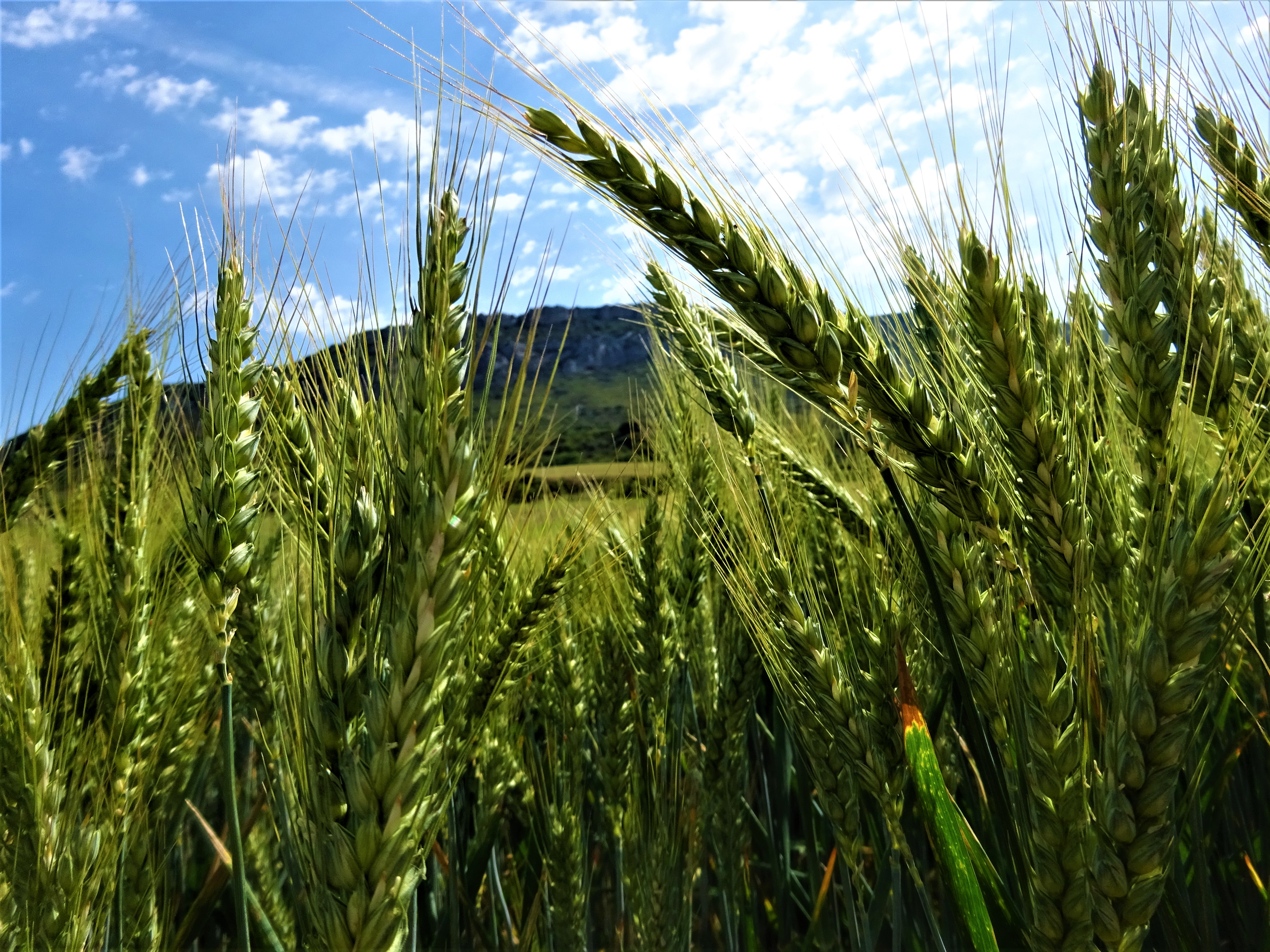 sarà pane di Sunwaxes