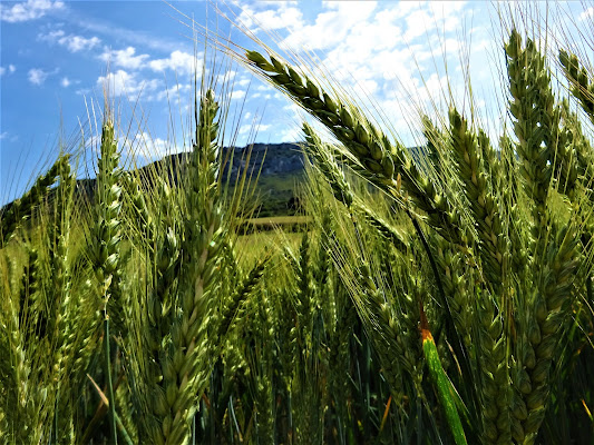 sarà pane di Sunwaxes