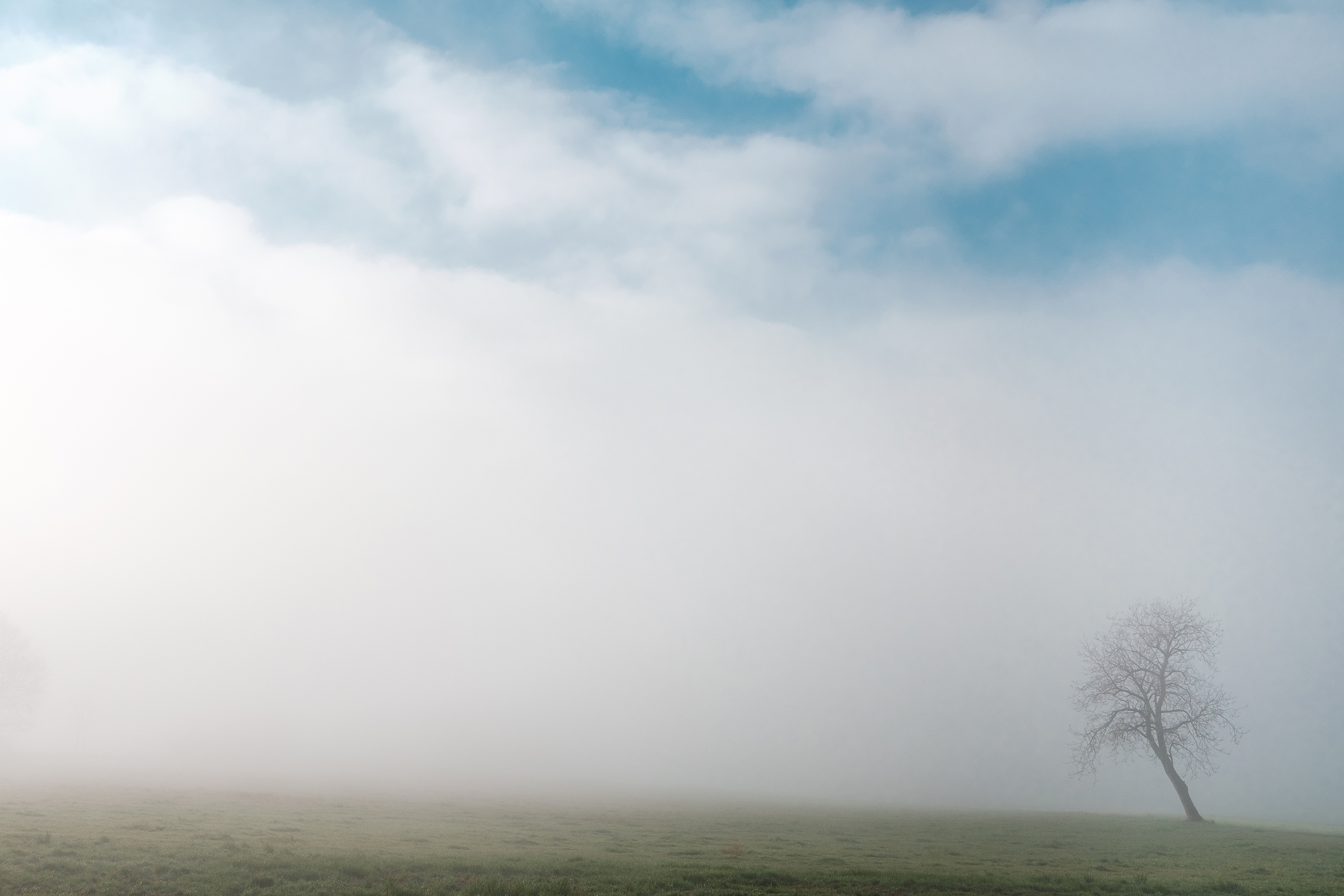 Solo nella nebbia di Picchiolino