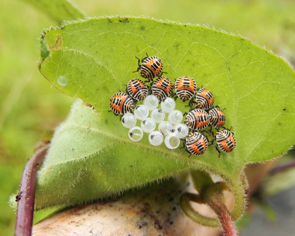 Yellow Spotted Stink Bug (Nymphs)