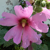 Common hollyhock (δενδρομολόχα)