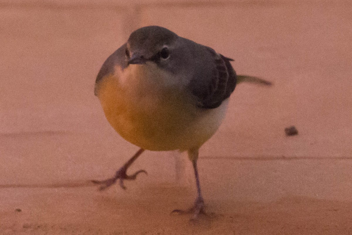 Spanish Yellow Wagtail; Lavandera Boyera