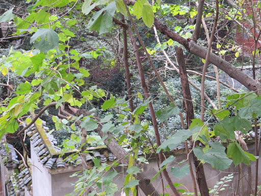 Misc. Dayong China 2016