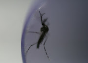 Dengue-blocking Wolbachia bacteria is seen inside a laboratory tube. 