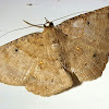 Ber Geometer Female