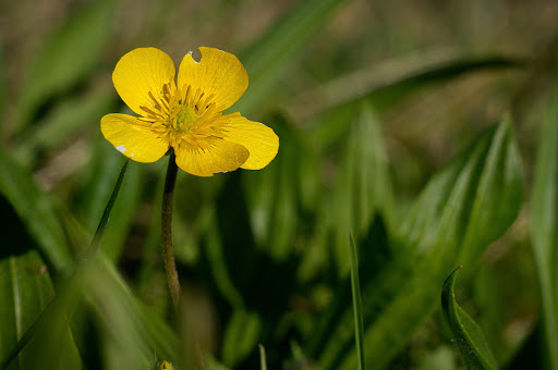 Ranunculus bulbosus