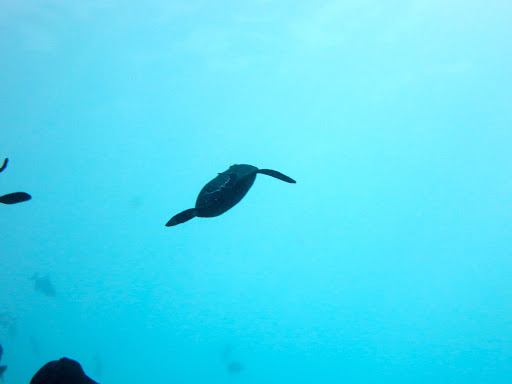 Underwater in The Maldives 2014