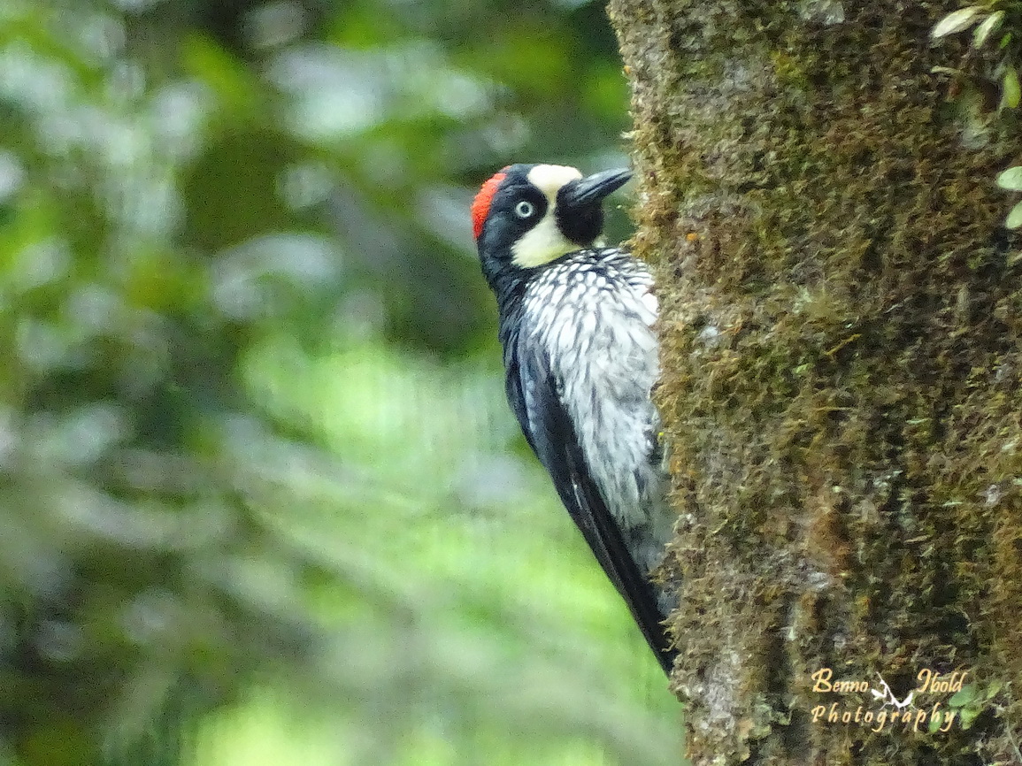 Acorn woodpecker