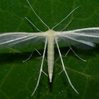 Plume Moth