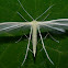 Plume Moth