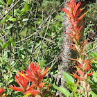 Indian paintbrush