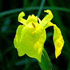 Yellow Flag Iris